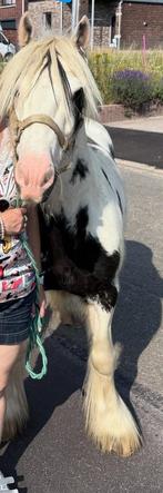 Poney, Dieren en Toebehoren, Ophalen