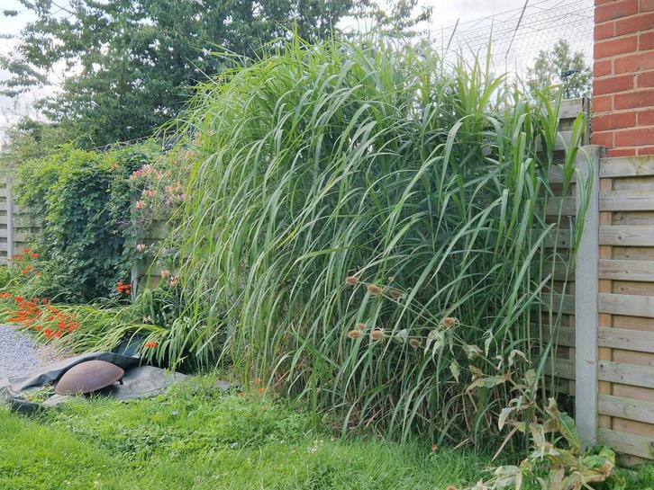 GRATUIT Grandes herbes vivaces, Jardin & Terrasse, Plantes | Arbres, Autres espèces, 100 à 250 cm, Ombre partielle, Ne fleurit pas