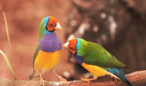 Vogels gezocht, Animaux & Accessoires, Oiseaux | Oiseaux Autre, Femelle