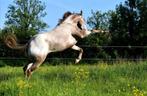 Appaloosa merrie, Dieren en Toebehoren, Paarden, Merrie, Minder dan 160 cm, Gechipt, Niet van toepassing