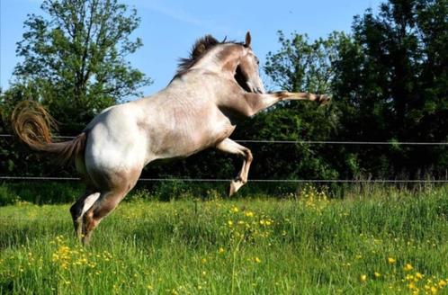 Appaloosa merrie, Dieren en Toebehoren, Paarden, Merrie, Niet van toepassing, Minder dan 160 cm, 11 jaar of ouder, Westernpaard