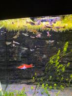 Guppies, Vis, Zoetwatervis