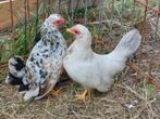 2 serama hennetjes 2025, Dieren en Toebehoren, Pluimvee
