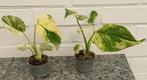 Monstera mint, Ophalen of Verzenden
