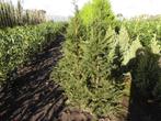 Taxus baccata {Promotie!!!}, Tuin en Terras, Ophalen, Taxus, Haag, Minder dan 100 cm