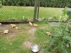 Cochin kriel buff kuikens, Dieren en Toebehoren