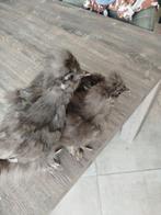 Zijdehoen bruin, Dieren en Toebehoren