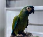 Ara maracana handtam, Dieren en Toebehoren, Meerdere dieren, Papegaai, Geringd