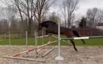 5 jarige merrie te koop ( tache de beaute  ma ), Dieren en Toebehoren, Springpaard, M, Merrie, Gechipt