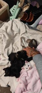 4 KITTENS PAPA/MAMA RASKATTEN €250/KITTEN, Dieren en Toebehoren