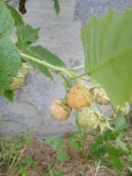 Gele herfstframboos rubus idaeus, Ophalen, Volle zon, Vaste plant, Fruitplanten