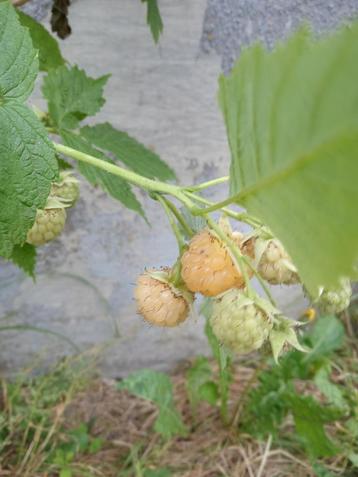 Gele herfstframboos rubus idaeus beschikbaar voor biedingen