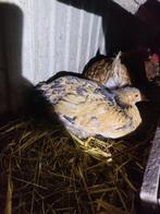 Hennen, Dieren en Toebehoren, Pluimvee, Vrouwelijk, Kip