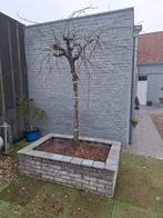 Druivelaar op oude stam, Ophalen