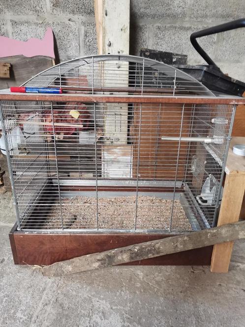 Groote vogel kooi, Dieren en Toebehoren, Vogels | Hokken en Kooien, Zo goed als nieuw, Vogelkooi, Overige materialen, Ophalen
