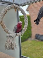 Koppel rosé kaketoes, Dieren en Toebehoren