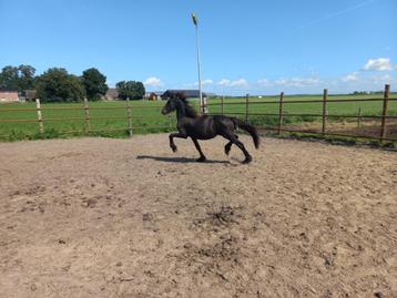 2 friese 1 jarige hengsten en 5 jarige friese merrie beschikbaar voor biedingen
