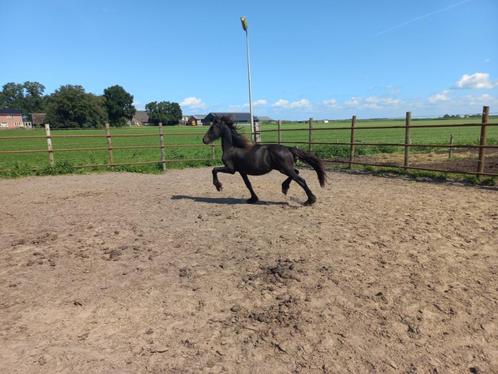 2 friese 1 jarige hengsten en 5 jarige friese merrie, Dieren en Toebehoren, Paarden, Meerdere dieren, Onbeleerd