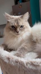 Siberische(neva Masquerade) kat te koop, Chatte ou Chat, Vermifugé, 0 à 2 ans