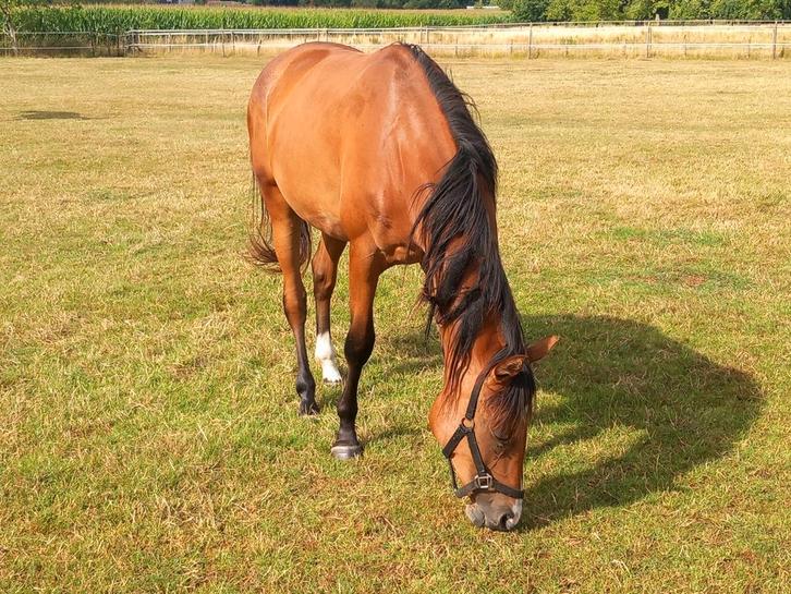 Jument de dressage de 2,5 ans, Animaux & Accessoires, Chevaux, Cheval de dressage
