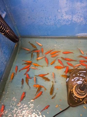 Goudvissen, Poisson(s) rouge(s)