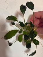 Mooie aquariumplant – slechts €2!, Enlèvement, Comme neuf, Plante(s), Pierre ou Bois