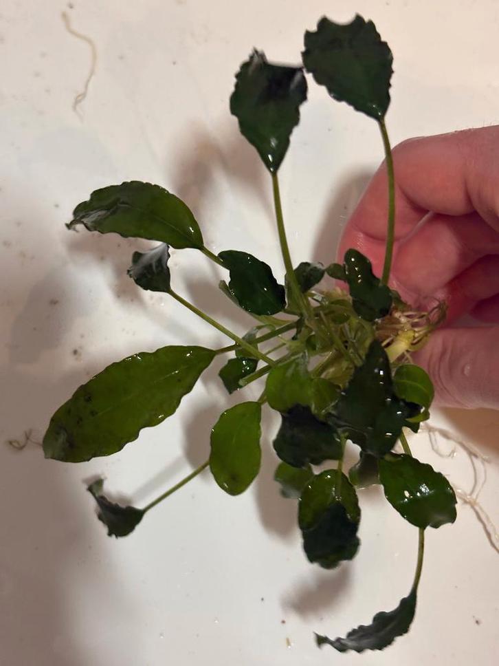 Mooie aquariumplant – slechts €2!, Dieren en Toebehoren, Vissen | Aquaria en Toebehoren, Zo goed als nieuw, Plant(en), Steen of Hout