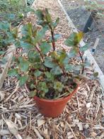 Watermunt, Vaste plant, Halfschaduw, Zomer, Ophalen