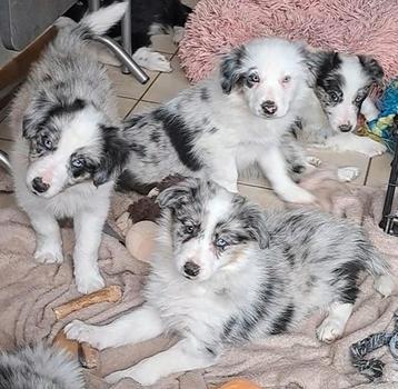 Zwart-witte en bleu merle border collie pups op boerderij, Dieren en Toebehoren, Honden | Herdershonden en Veedrijvers, België