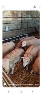 Mannelijke schapen van hoge kwaliteit, Mannelijk, Schaap
