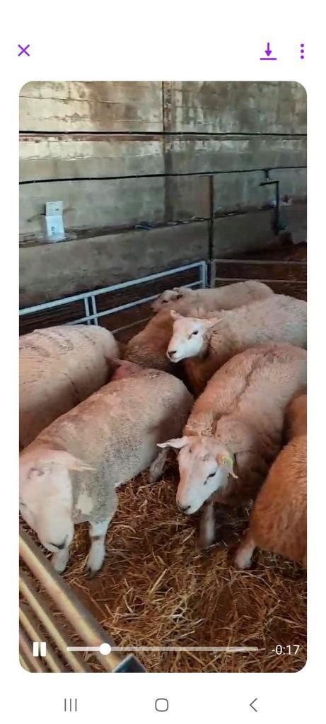 Mannelijke schapen van hoge kwaliteit, Dieren en Toebehoren, Schapen, Geiten en Varkens, Schaap, Mannelijk
