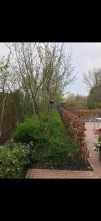 Hazelaar, Ophalen, Halfschaduw, Overige soorten, Lente