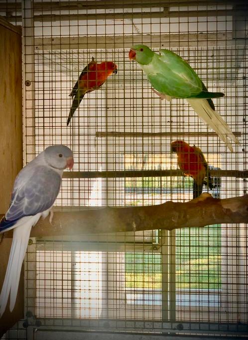 Onverwant koppel Aqua Opaline Bleekstaart 2025, Dieren en Toebehoren, Vogels | Parkieten en Papegaaien, Geringd