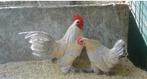 GEZOCHT : haantjes van sabelpootkriel isabelporselein, Dieren en Toebehoren, Pluimvee, Mannelijk, Kip