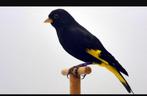 Cherche Tarin noir, sijzen Bolivie, spinus Atratus, Dieren en Toebehoren, Meerdere dieren, Wildzangvogel, Geringd