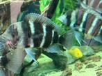 Te koop: Frontosa blauw (Cyphotilapia frontosa), Dieren en Toebehoren, Vissen | Aquariumvissen, Overige typen