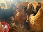 Kuikens te koop, Dieren en Toebehoren, Pluimvee, Geslacht onbekend