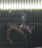 papagaai amadine, Dieren en Toebehoren, Meerdere dieren, Tropenvogel