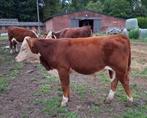 Hereford stieren, Dieren en Toebehoren, Runderen, Mannelijk