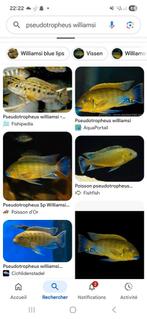 Cichlides malawi jeunes Cichlides malalwi