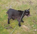 Cube de chèvre et d'agneau, Chèvre