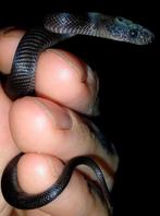 Afrikaansse huisslang zwart mannetje, Dieren en Toebehoren, Slang, Met terrarium, 0 tot 2 jaar