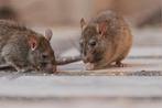 Ongedierte bestrijding (ratten) info? zie beschrijving., Tuin en Terras, Bestrijdingsmiddelen, Ophalen, Ongediertebestrijding