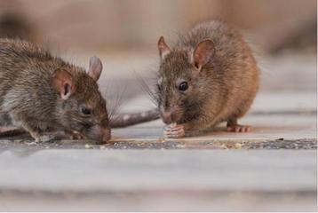 Ongedierte bestrijding (ratten) info? zie beschrijving. beschikbaar voor biedingen
