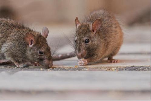 Ongedierte bestrijding (ratten) info? zie beschrijving., Tuin en Terras, Bestrijdingsmiddelen, Ongediertebestrijding, Ophalen