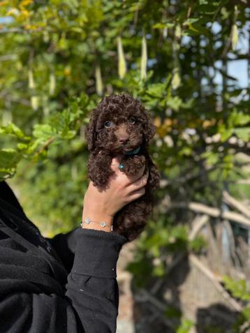 Prachtige toy/dwergpoedel pups beschikbaar voor biedingen