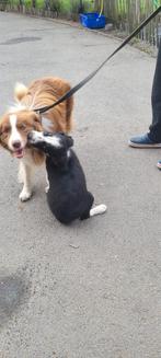 Border Collie dekreu.., Dieren en Toebehoren, België, Fokker | Hobbymatig, Reu, CDV (hondenziekte)