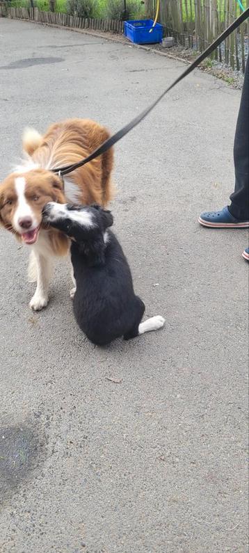 Border Collie dekreu.. beschikbaar voor biedingen