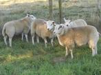 schapen rammen en ooien, Dieren en Toebehoren
