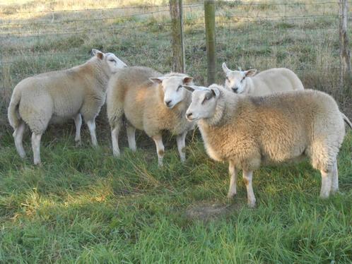 schapen rammen en ooien, Dieren en Toebehoren, Schapen, Geiten en Varkens